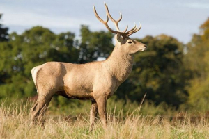 Tugaj (bukhara) plemićni jelen Tugaj (bukhara) plemićni jelen